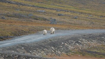 Mandag ettermiddag kom binna og de to ungene ruslende innover Bjørndalen. Mandag ettermiddag kom binna og de to ungene ruslende innover Bjørndalen.