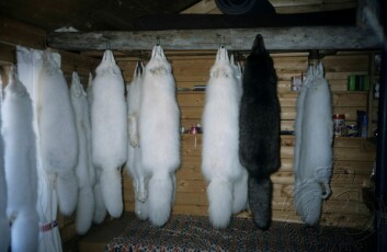 Revefangst på Mushamna Revefangst på Mushamna