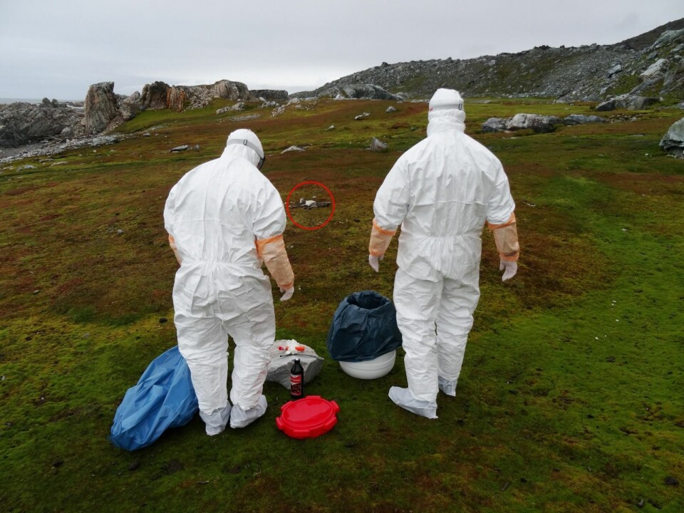 Bildet er fra 5. september da Sysselmannens folk tok prøver av en død rev i Hyttevika. I alt er det funnet rabies i fire rever og en rein siden i mai.