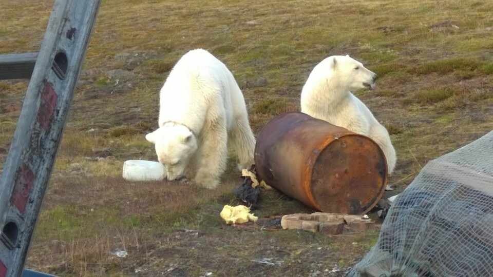 Den såkalte tempelfjordbinna, her sammen med en unge på et bilde fra 2016, har flere ganger vært nært bebyggelse. Sysselmannen mistenker at det er den samme bjørnen som har vært på Hiorthhamn flere ganger den siste tiden. Den såkalte tempelfjordbinna, her sammen med en unge på et bilde fra 2016, har flere ganger vært nært bebyggelse. Sysselmannen mistenker at det er den samme bjørnen som har vært på Hiorthhamn flere ganger den siste tiden.