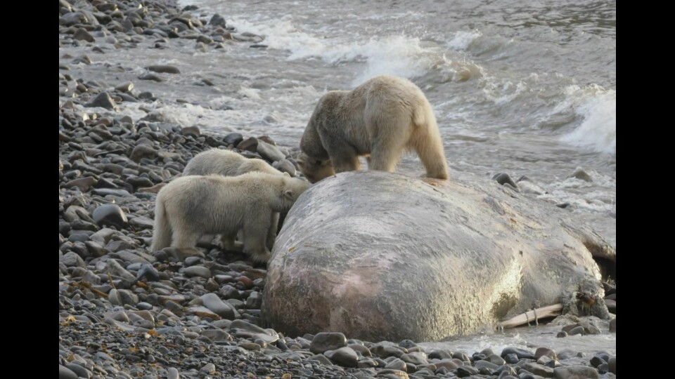 Tre isbjørner nøt godt av denne døde hvalen i Bjørndalen mandag. Bjørn Frantzen i Norsk institutt for bioøkonomi mener at man bør utnytte døde hvaler som strander langs kysten.