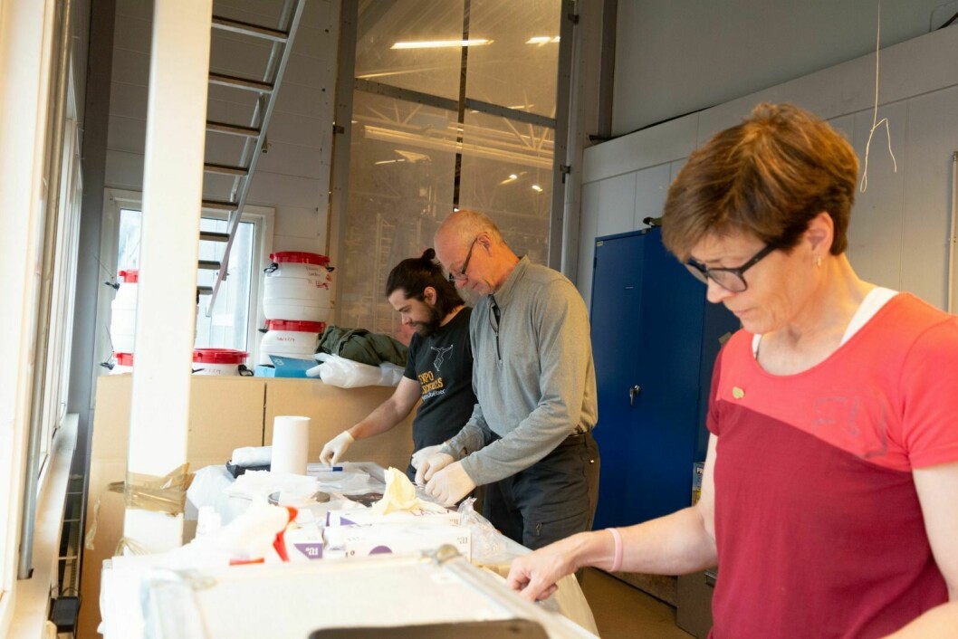 Dominique Fauteux (f.v.) og Rolf Anker Ims måler, veier og sjekker musene for parasitt mens Eva Fuglei noterer ned.