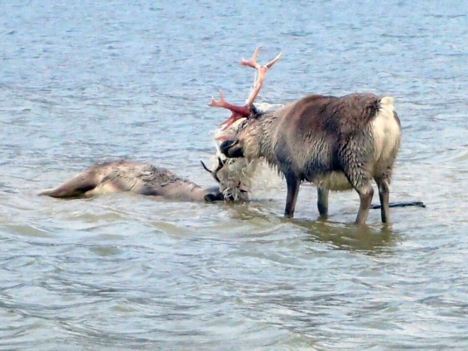 Pakkebånd som er kastet på havet førte til at de to reinbukkene hadde satt seg fast i hverandre. Da Sysselmannen kom til stedet var den ene død. Pakkebånd som er kastet på havet førte til at de to reinbukkene hadde satt seg fast i hverandre. Da Sysselmannen kom til stedet var den ene død.