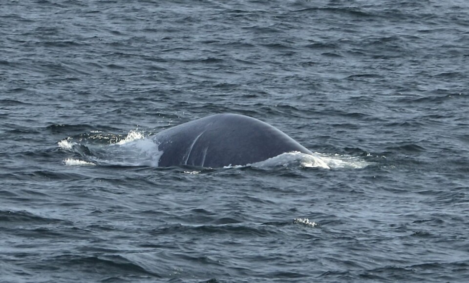 Nærbilde av blåhval som viser de marmorerte tegningene (mørk til lys skifergrå) på kroppen. Nærbilde av blåhval som viser de marmorerte tegningene (mørk til lys skifergrå) på kroppen.