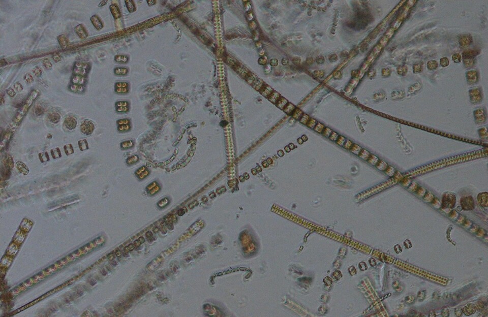 Planktonalger fra våroppblomstring i mai på Vest-Spitsbergen er ofte dominert av forskjellige arter av kiselalger (diatomeer) som er encellede mikroalger, enslige eller danner kjeder.