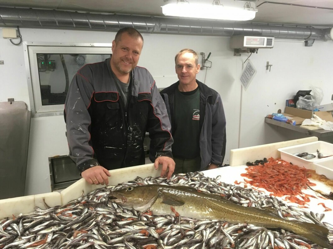 FÅ, MEN STORE: Paul Renaud (til høyre) og Jørgen Berge (til venstre) med fangsten fra et tråltrekk i Isfjorden 21. august 2019. Noen få store torsk (13 stykk) utgjorde rundt tyve prosent av totalvekten på fangsten, mens polartorsk utgjorde sytti prosent (estimert til over 12.000 individer).