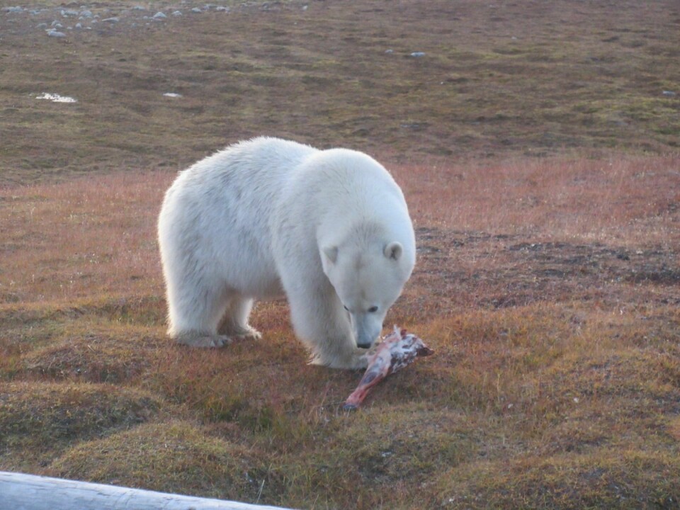Isbjørnen klarte først å liste seg inn i vindfanget på hytta uten at verken Reistad eller hundene merket den, og stjal med seg ei skinke.