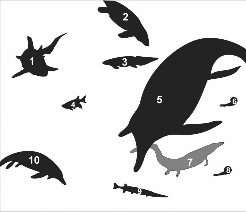 Rekonstruksjon av dyrene som forskerne har funnet i beinlaget. 1) Hybodont-hai. 2) Omphalosaurus. 3) Lungefisk som forskerne har funnet tannplate til, men som ikke er beskrevet ennå. 4) Beinfisk som ligner på slekten Colobodus. 5) En stor fiskeøgle, Cymbospondylus. 6) Blekkspruten Svalbardiceras. 7) Ubeskrevet amfibie som levde i havet. 8) Blekkspruten Keyserlingites. 9) Beinfisken Saurichthys. 10) Fiskeøglen Grippia. Rekonstruksjon av dyrene som forskerne har funnet i beinlaget. 1) Hybodont-hai. 2) Omphalosaurus. 3) Lungefisk som forskerne har funnet tannplate til, men som ikke er beskrevet ennå. 4) Beinfisk som ligner på slekten Colobodus. 5) En stor fiskeøgle, Cymbospondylus. 6) Blekkspruten Svalbardiceras. 7) Ubeskrevet amfibie som levde i havet. 8) Blekkspruten Keyserlingites. 9) Beinfisken Saurichthys. 10) Fiskeøglen Grippia.