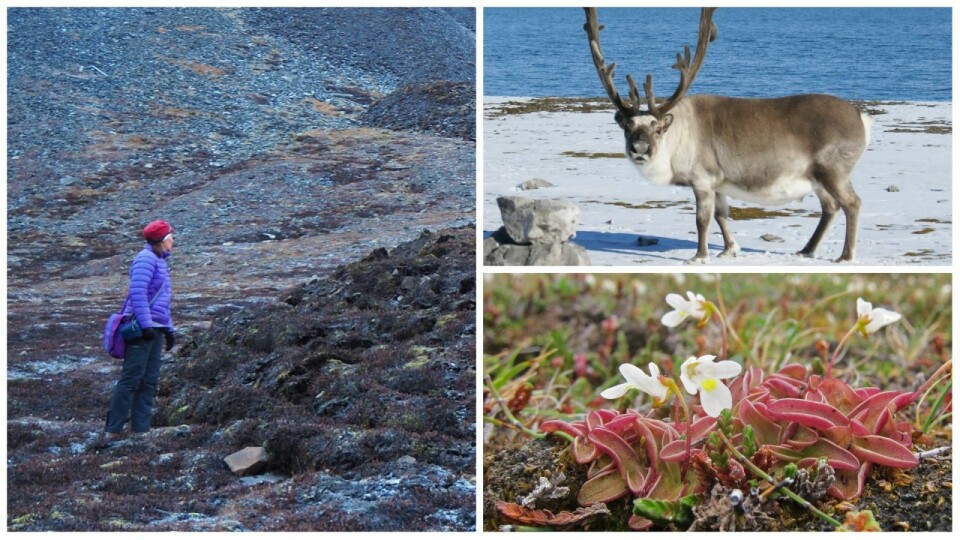 SKRED: Et stort leirskred gikk ned fra Sverdruphamaren like ved kirkegården i Longyearbyen 15. oktober 2016. Professor Hanne H. Christiansen til venstre. PÅVIRKES: Reinsdyr lever av tundraen og påvirkes av klimaendringene i Arktis. KJØTTETER: Fjelltettegress i Ringhorndalen, Wijdefjorden. Det var her denne kjøttetende planten første gang ble observert på Svalbard. Det skjedde i 2013.