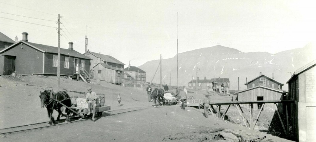 Arbeidshester i Longyearbyen