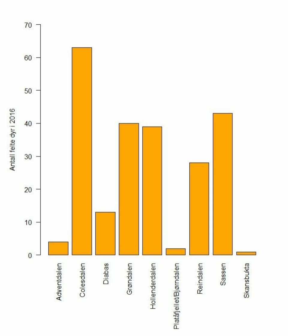 Illustrasjon 2: Totalt antall dyr talt under overvåkingen i Adventdalen (1979-2016; www.mosj.npolar/no viser data som 3-årssnitt) og under strukturtellingene i jaktområdene (1997-2016; Sysselmannen, upubliserte data).
