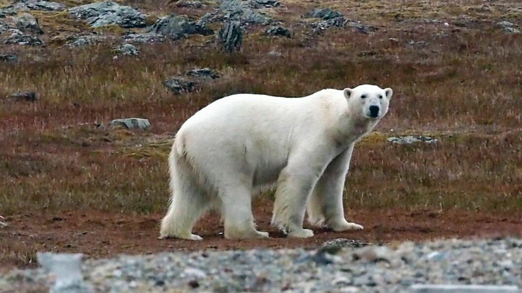 PÅ BESØK: Denne isbjørnen ble observert i nærheten av Isfjord Radio i slutten av august. Nå håper Sysselmannen at bjørnen som har vært i Barentsburg tre ganger på fire dager vil holde seg på nordsiden av Isfjorden.