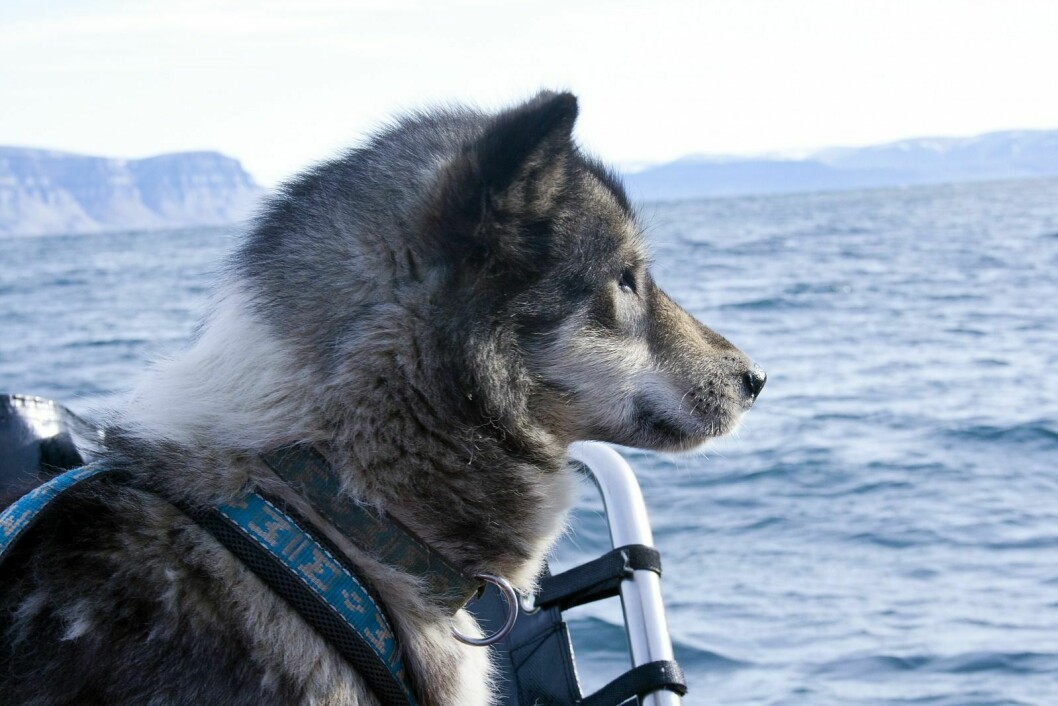 Grønlandshunder er sterke. Det har både Sysselmannen og hundeeiere i Longyearbyen fått erfare i det siste.
