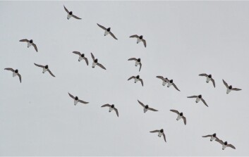 En flokk alkekonger. Fuglen er den mest tallrike sjøfuglarten i verden, og hekker blant annet på Svalbard. En flokk alkekonger. Fuglen er den mest tallrike sjøfuglarten i verden, og hekker blant annet på Svalbard.