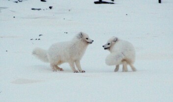 Polarrev og fjellrev er samme art. Den er svært sjelden på fastlandet, men tallrik på Svalbard.