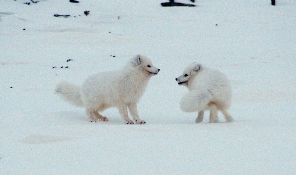 Polarrev og fjellrev er samme art. Den er svært sjelden på fastlandet, men tallrik på Svalbard.