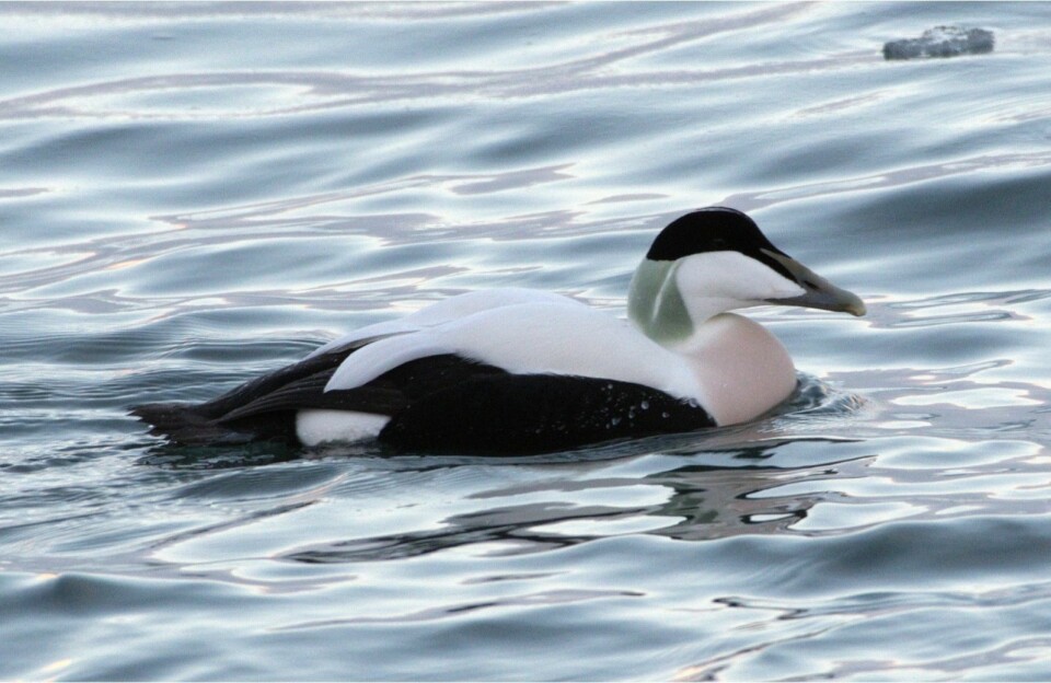 Ærfugl.