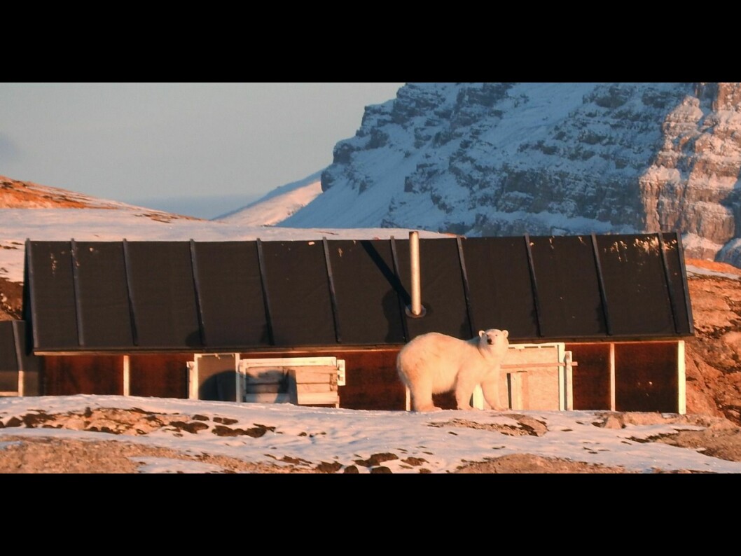 Her er isbjørnen avbildet ved velferdshytta Jutta ved Ny-Ålesund.