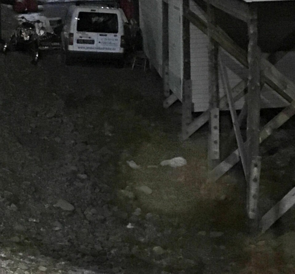 SKUTT: Mandag morgen ble denne reven (midt i bildet) skutt under bygningen der Visit Svalbard holder til.