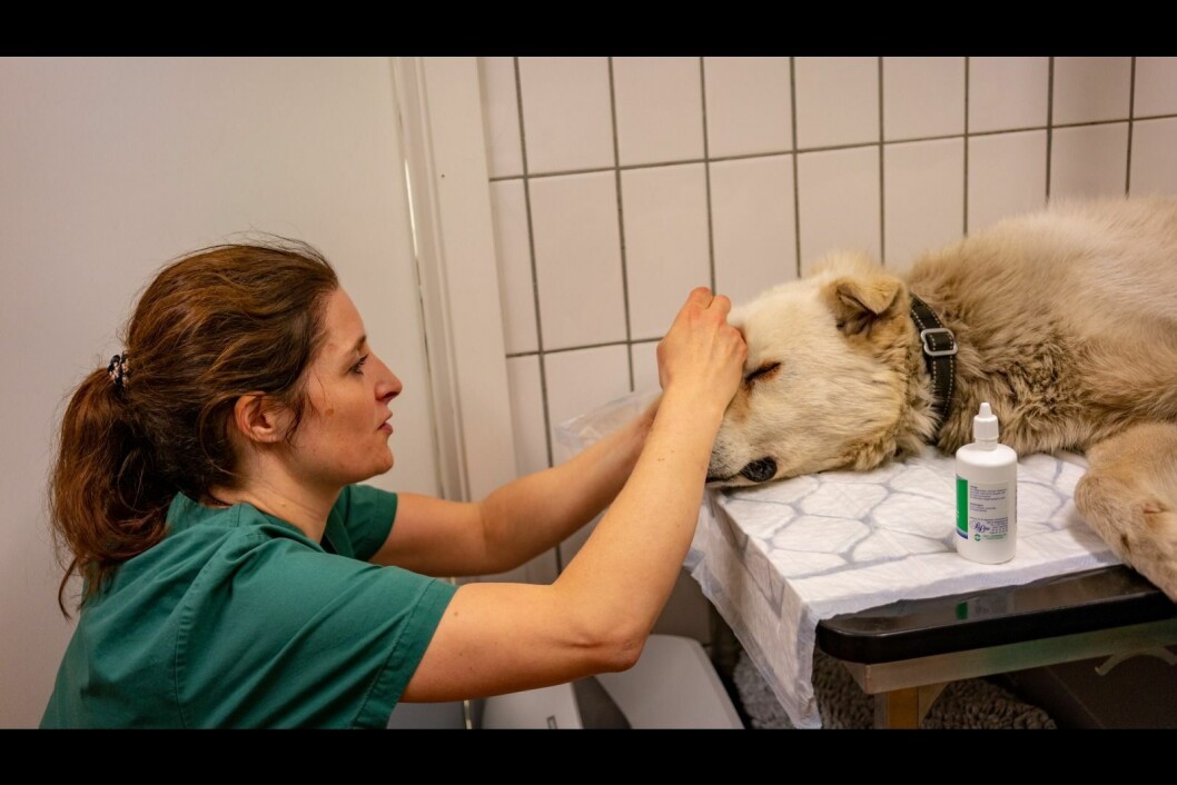 Forutsigbarhet er viktig for veterinærdriften. Forutsigbarhet er viktig for veterinærdriften.