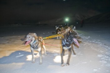 MÅ SYNES: Når hundespann kjører langs veien i Adventdalen, er det viktig at de er godt synlige. En lykt foran i hundespannet, ikke bare på selve hundekjøreren, er politiets oppfordring. MÅ SYNES: Når hundespann kjører langs veien i Adventdalen, er det viktig at de er godt synlige. En lykt foran i hundespannet, ikke bare på selve hundekjøreren, er politiets oppfordring.