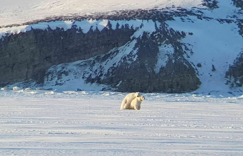 Mange fikk bilder av isbjørnene som paret seg på isen i Adolfbukta i april. En mann kjørte også bil på stedet.