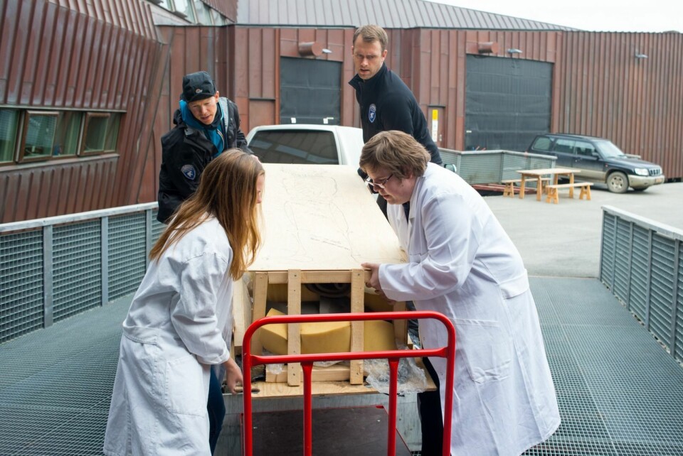 Fredag ble to kister med levningene etter hvalfangere som ble gravlagt på Likneset mellom 1600 og 1700-tallet bragt inn til Svalbard museum. Seniorrådgiver hos Sysselmannen, Paul Lutnæs (bak t.v.) og sysselmannsbetjent Krister Sæther hjelper Marlene Mellum og Erlend Jensen Sandvoll ved Svalbard museum med å få de to hvalfangerne inn på kjølerom hvor de blir oppbevart til oktober. Da skal innholdet åpnes og undersøkes nærmere. Den tredje kisten ble fraktet inn torsdag.