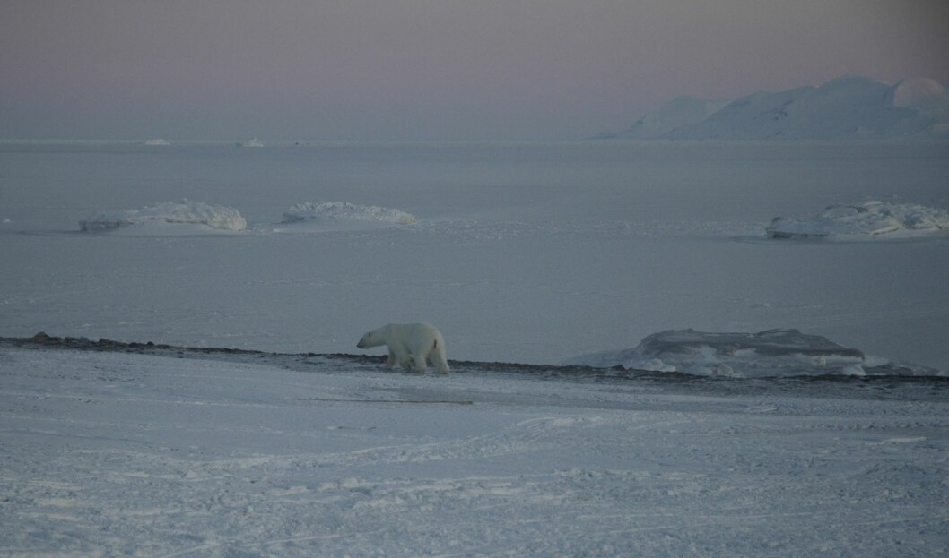 En bjørn på vandring i Agardhbukta øst på Spitsbergen. En bjørn på vandring i Agardhbukta øst på Spitsbergen.