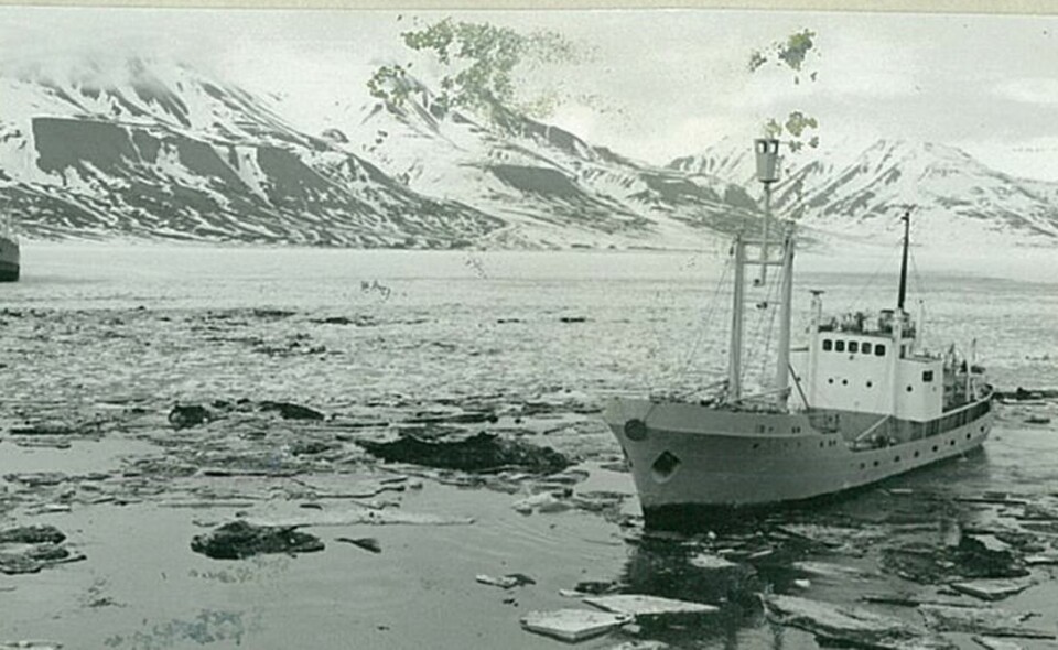 «Nordvarg» bryter is for å komme seg inn Adventfjorden i 1966.