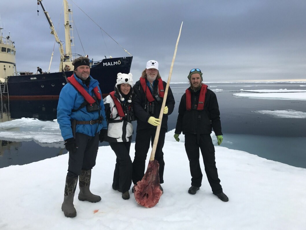 På bildet ses guidene Rinie van Meurs (f.v.), Nozomi Takeyabu, Morten Jørgensen og matros på M/S Malmö Mattias Lindau. Narhvaltannen som Jørgensen holder måler hele 2,30 meter, og blir nå en del av samlingen til Svalbard Museum. På bildet ses guidene Rinie van Meurs (f.v.), Nozomi Takeyabu, Morten Jørgensen og matros på M/S Malmö Mattias Lindau. Narhvaltannen som Jørgensen holder måler hele 2,30 meter, og blir nå en del av samlingen til Svalbard Museum.