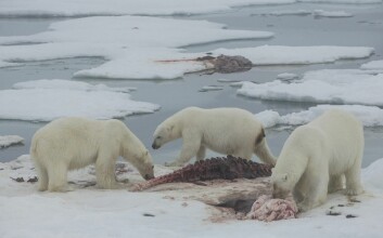 Ekspedisjonene observerte så mange som 21 isbjørner ved ett av hvalkadavrene som ble funnet i pakkisen. Ekspedisjonene observerte så mange som 21 isbjørner ved ett av hvalkadavrene som ble funnet i pakkisen.