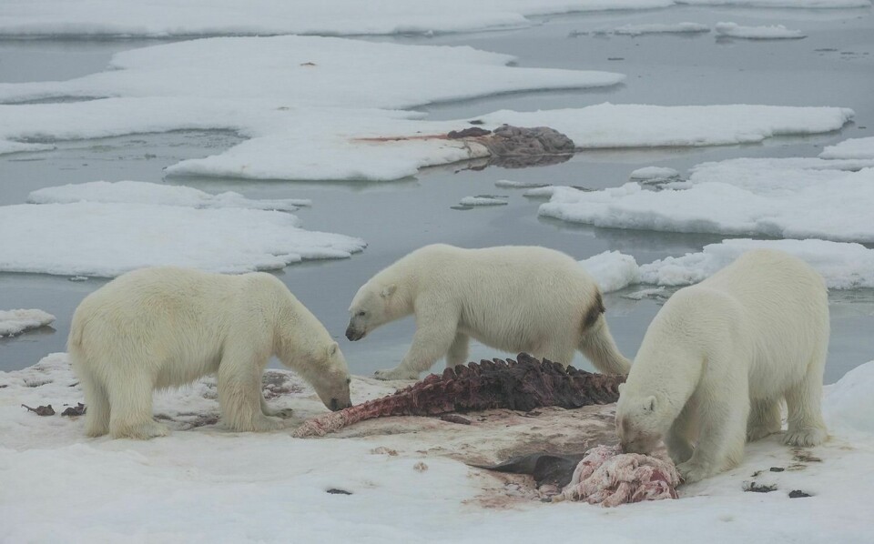 Ekspedisjonene observerte så mange som 21 isbjørner ved ett av hvalkadavrene som ble funnet i pakkisen.
