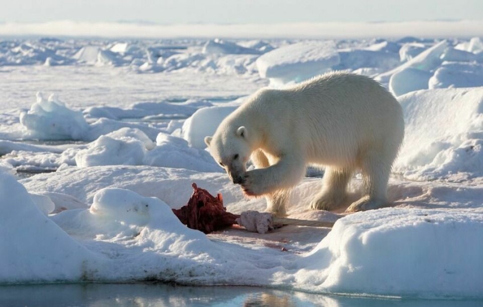 sbjørnen spiser siste rest av skrotten.