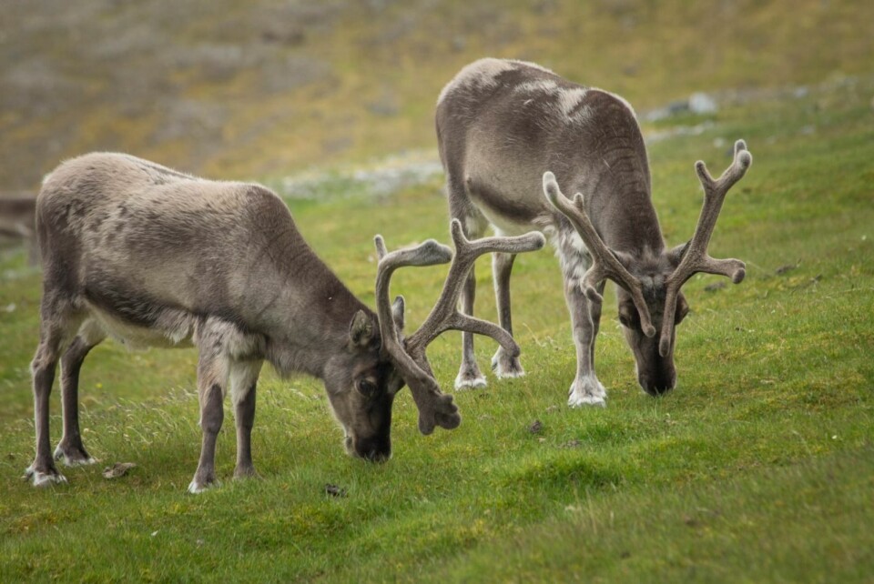 Reinsdyr beiter på tundraen som blir stadig grønnere.