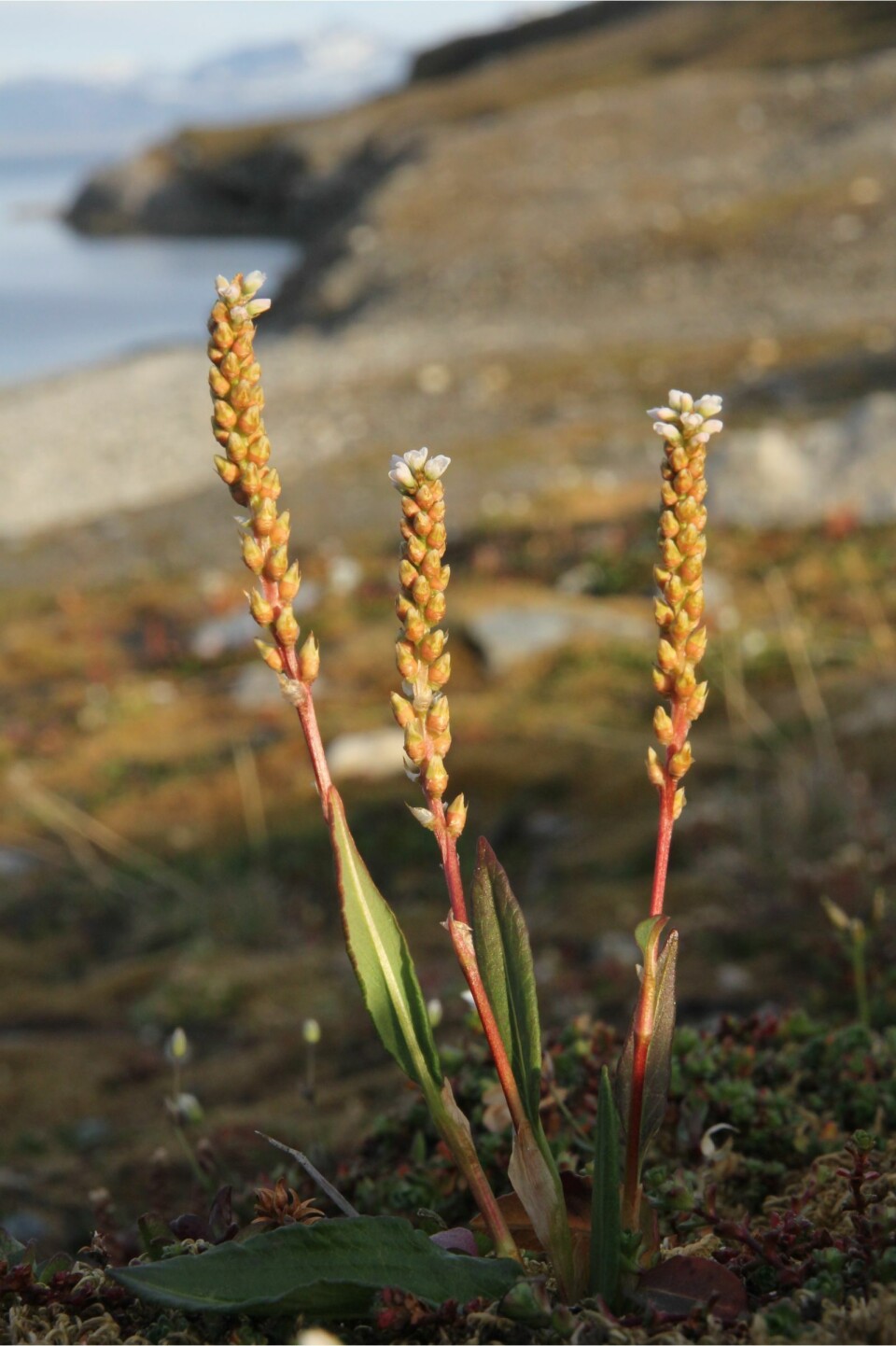 Svalbard-planter.