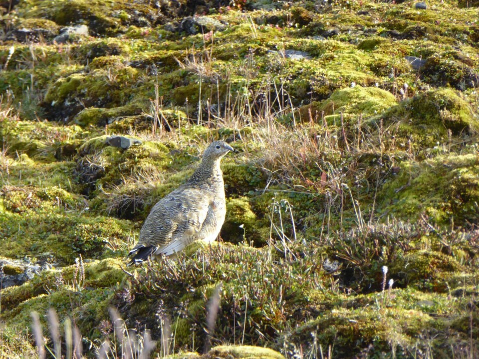 Svalbardrype i sommerdrakt.