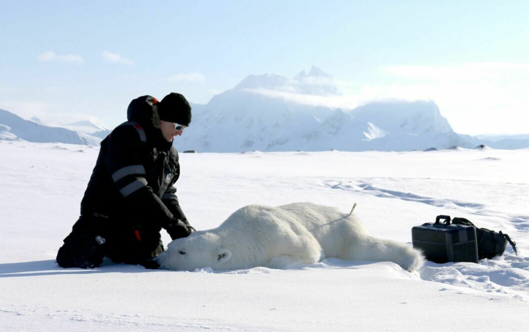 Isbjørnforsker Jon Aars ved Norsk Polarinstitutt fulgte Hornsund-binna i over 15 år. Dette bildet ble tatt i våres. Da satte han den siste satellittsenderen på isbjørnen. I bakgrunnen ser man Hornsundtind.