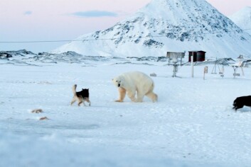 MÅTTE AVLIVES: En hund som ble skadet av isbjørn ved forskningsstasjonen mandag morgen, måtte avlives noen timer etterpå. Bildet er fra et tidligere isbjørnbesøk i Hornsund. MÅTTE AVLIVES: En hund som ble skadet av isbjørn ved forskningsstasjonen mandag morgen, måtte avlives noen timer etterpå. Bildet er fra et tidligere isbjørnbesøk i Hornsund.