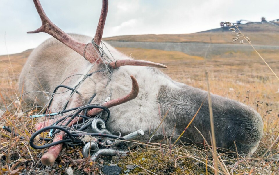 Reinsdyrbukken var så ille plaget av stålvaierne den hadde viklet seg inn i at den måtte avlives.