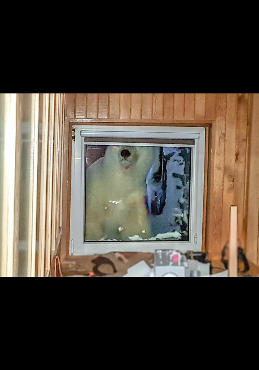 Isbjørnbesøket fikk fatale konsekvenser for en hund, og det er en tydelig preget forsker Svalbardposten snakker med. Under haken og på venstre skulder ser man at bjørnen har blodspor fra angrepet.