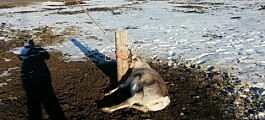 Tre nye reinsdyr døde