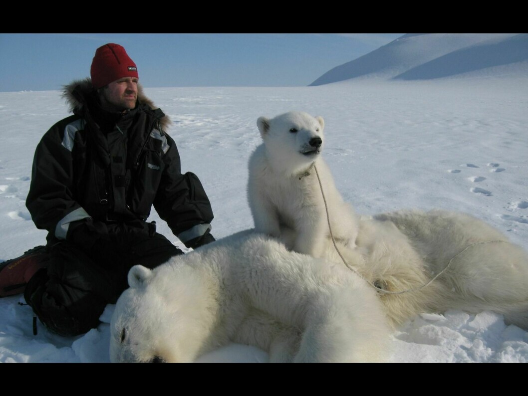 Isbjørnforsker Jon Aars ved Norsk Polarinstitutt har forsket på isbjørn på Svalbard siden 2003. Her fra feltarbeid tidligere.