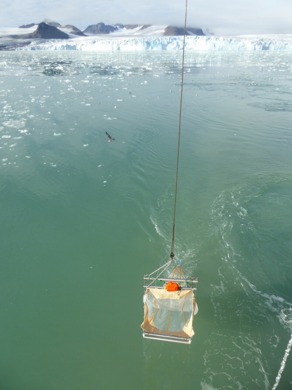 Bilde2: En trål laget for å fange dyreplankton og små fisk ble brukt i områdene utenfor Kongsbreen, her med en havhest som nysgjerrig observatør.