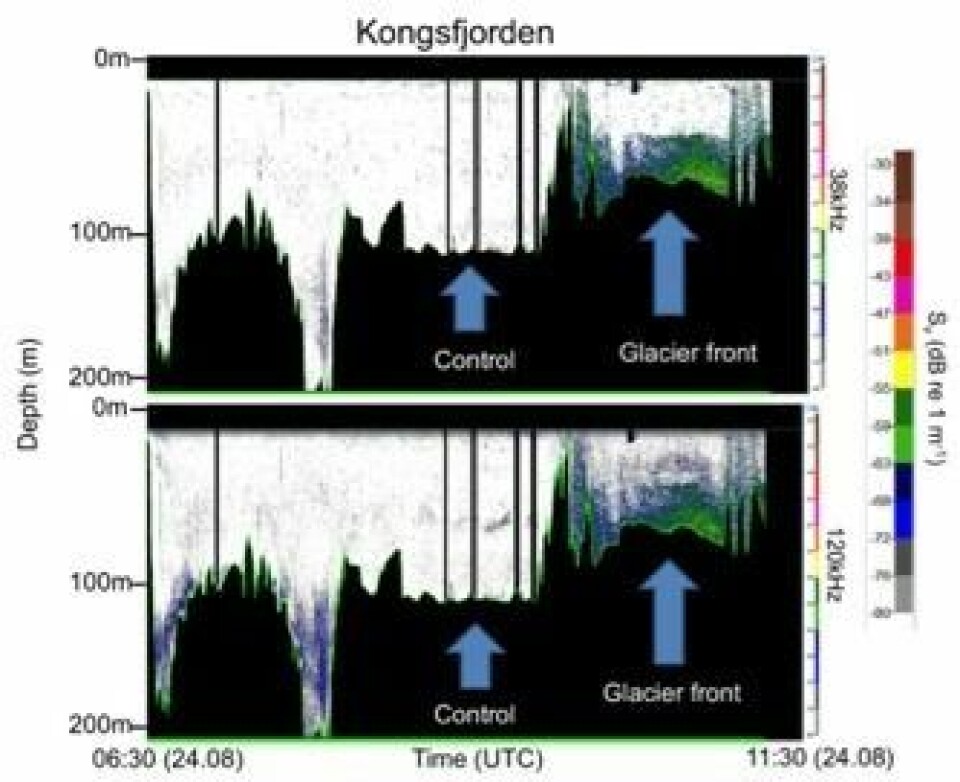 Figur 1 – ekkogram fra ekkolodd i området foran bre (”glacier front”) og lenger ut i fjorden (”control”). Figuren viser oppkonsentrering av større dyreplankton (mest sannsynlig krill – grønn og blå farge) i områdene rett utenfor brefronten. Lenger ute kunne vi ikke se slike oppkonsentreringer.