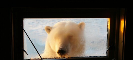 Isbjørner besøkte Bjørn på Bjørnebo