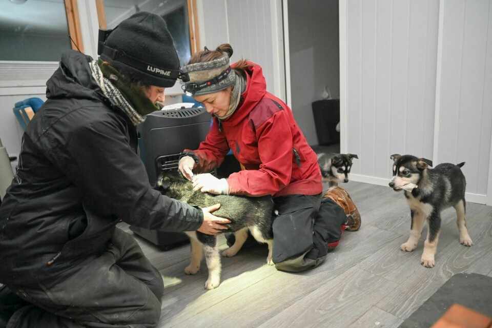 Veterinær Tone Heide (t.h.) har begynt å praktisere veterinærtjenester igjen. Her under en vaksinering av valper hos Svalbard Husky, med hundegårdsarbeider Kelsey Camacho som hjelper.