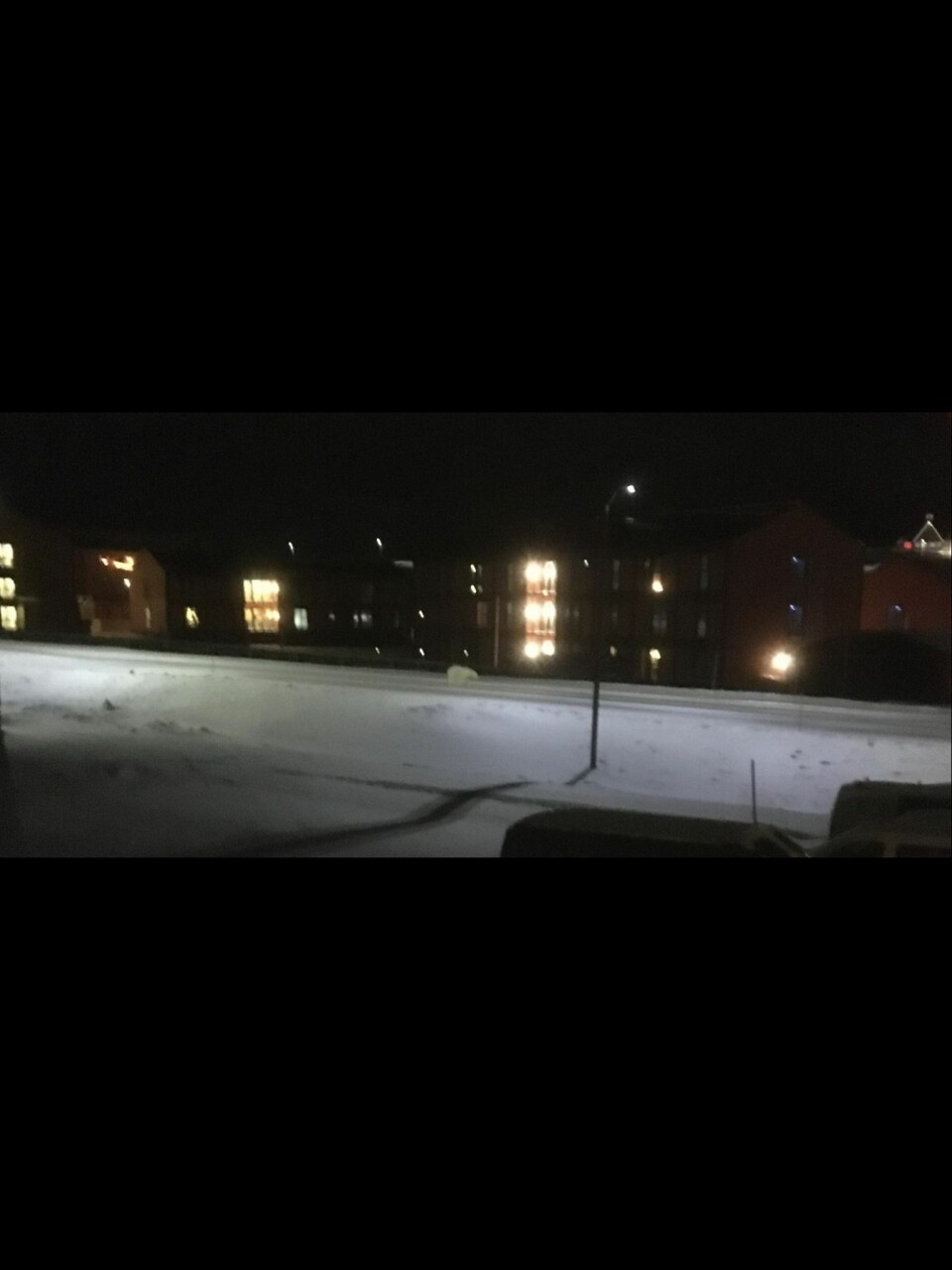 Isbjørn i byen. Isbjørn i byen.