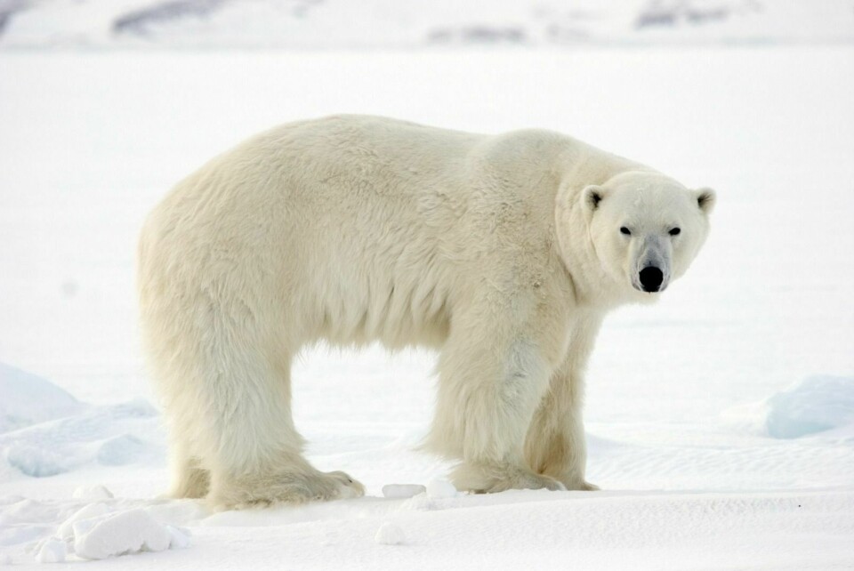 En isbjørn skal ha blitt forstyrret av en person som kjørte bil på fjordisen i Adolfbukta i påsken. Sysselmannen ser alvorlig på saken.