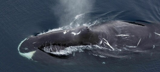 Hvalens paringssang avslørte flere hundre nye hvaler