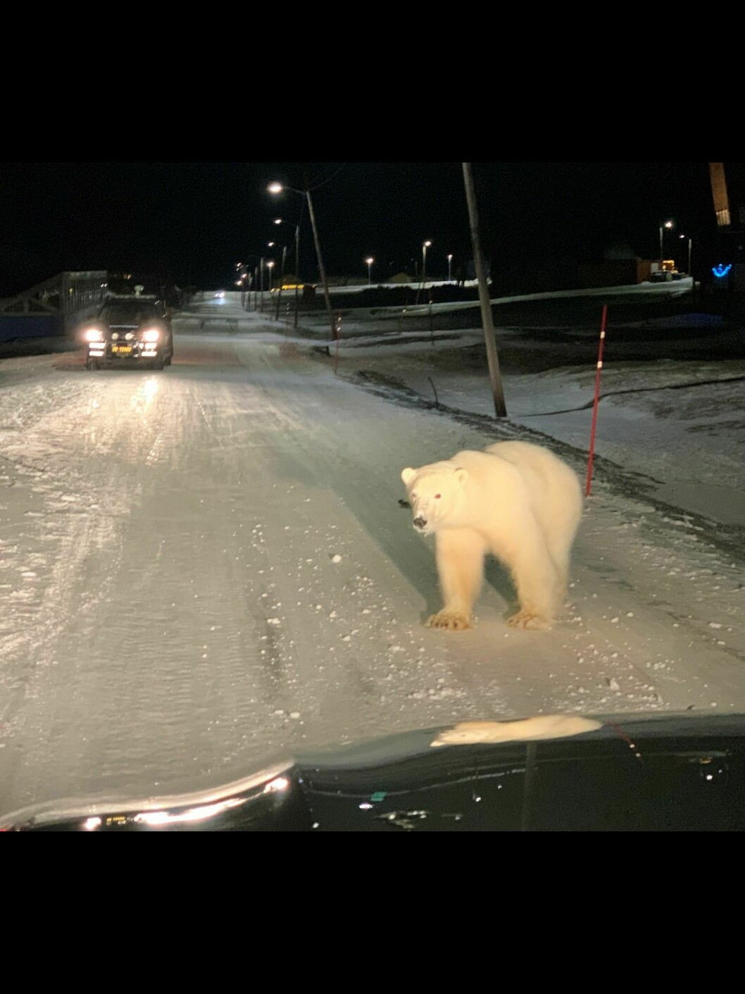 Isbjørnen som var på bybesøk var nysgjerrig på bilene.